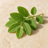 Gymnema Sylvestre