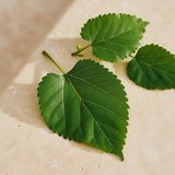 Mulberry Leaf Extract